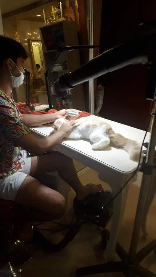 Cathotel99 (แคทโฮเทล99) Cat Hotel&Grooming 1