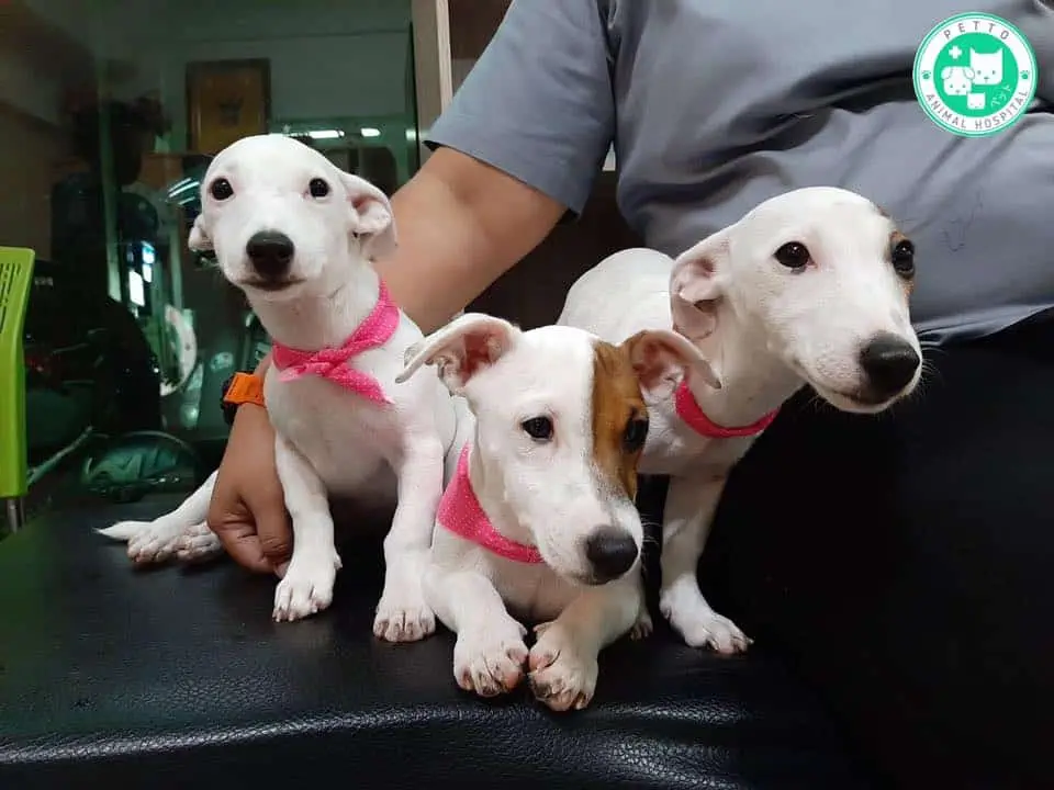 โรงพยาบาลสัตว์เพ็ทโตะ Petto Animal Hospital 1