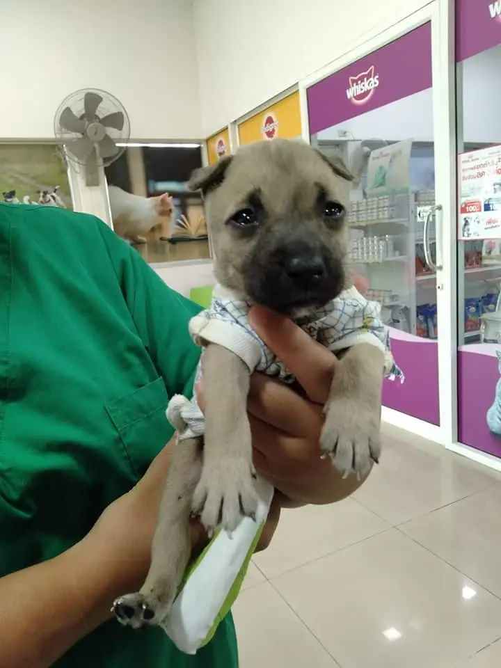 My Dog Animal Hospital (โรงพยาบาลสัตว์ มายด๊อก) 1