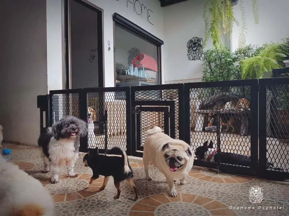 DogHome (บ้านรักสุนัข) Dog Hotel 1