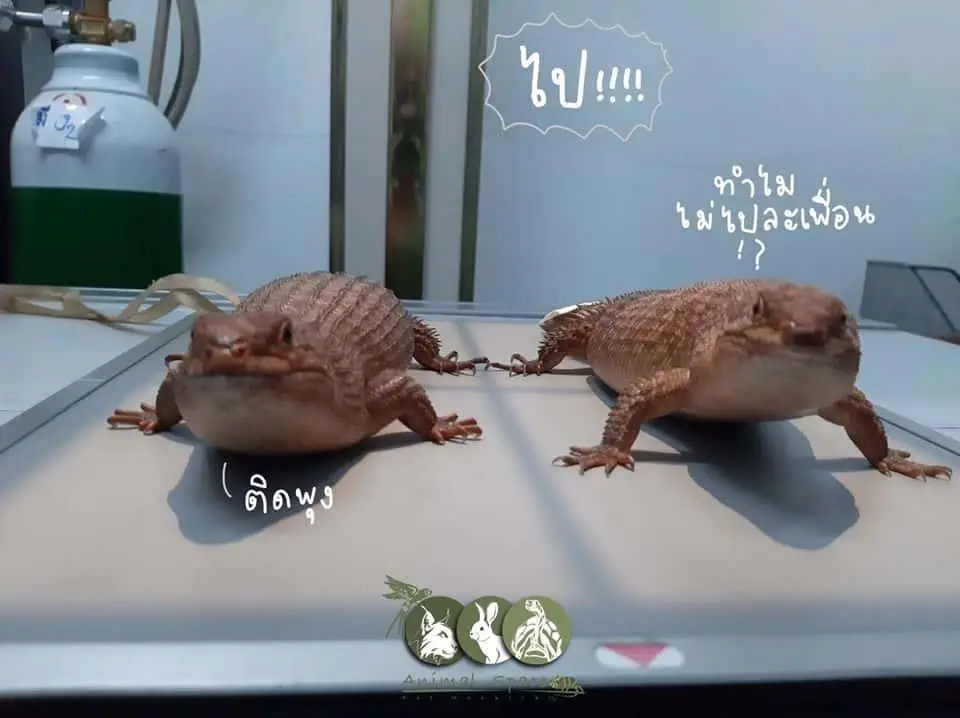 Animal Space Hospital (โรงพยาบาลสัตว์แอนิมอลสเปซ) 1
