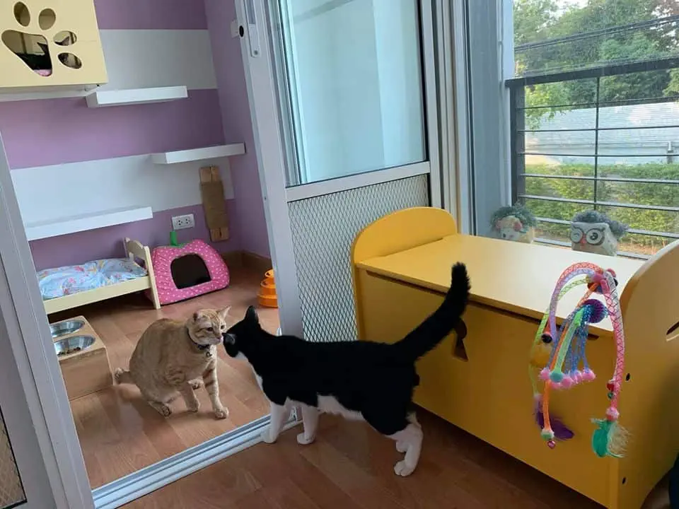 Cat A Rest Hotel (แคท อะ เรสต์ โฮเทล) Cat Hotel 1