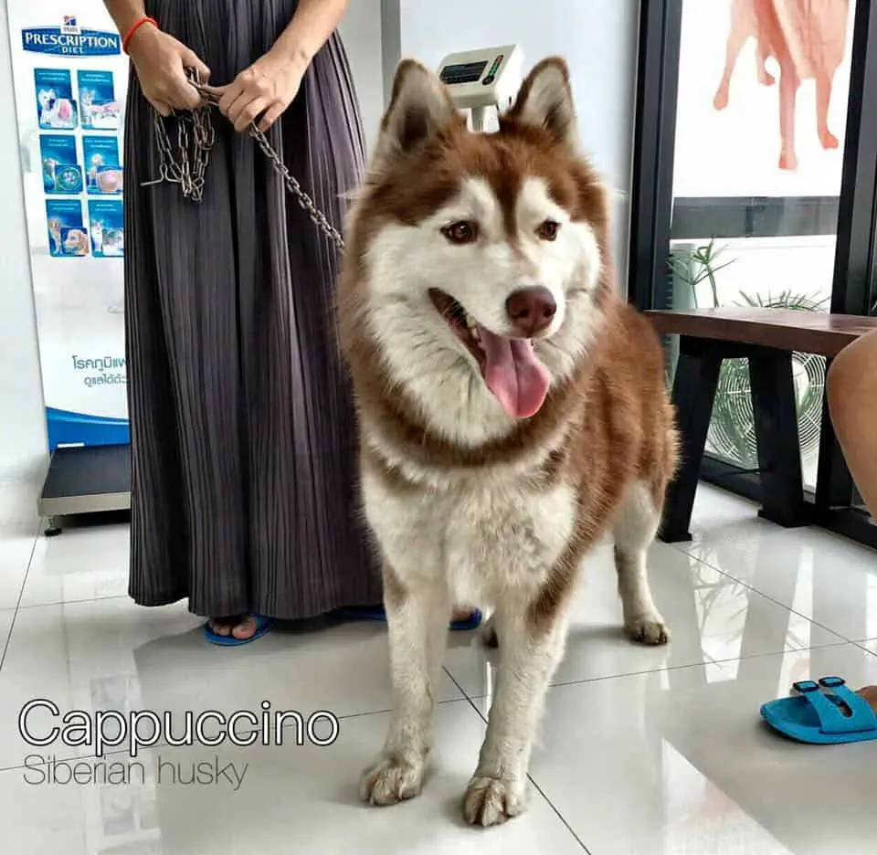 Sattawat Animal Clinic (ศตวรรษสัตวแพทย์) 1