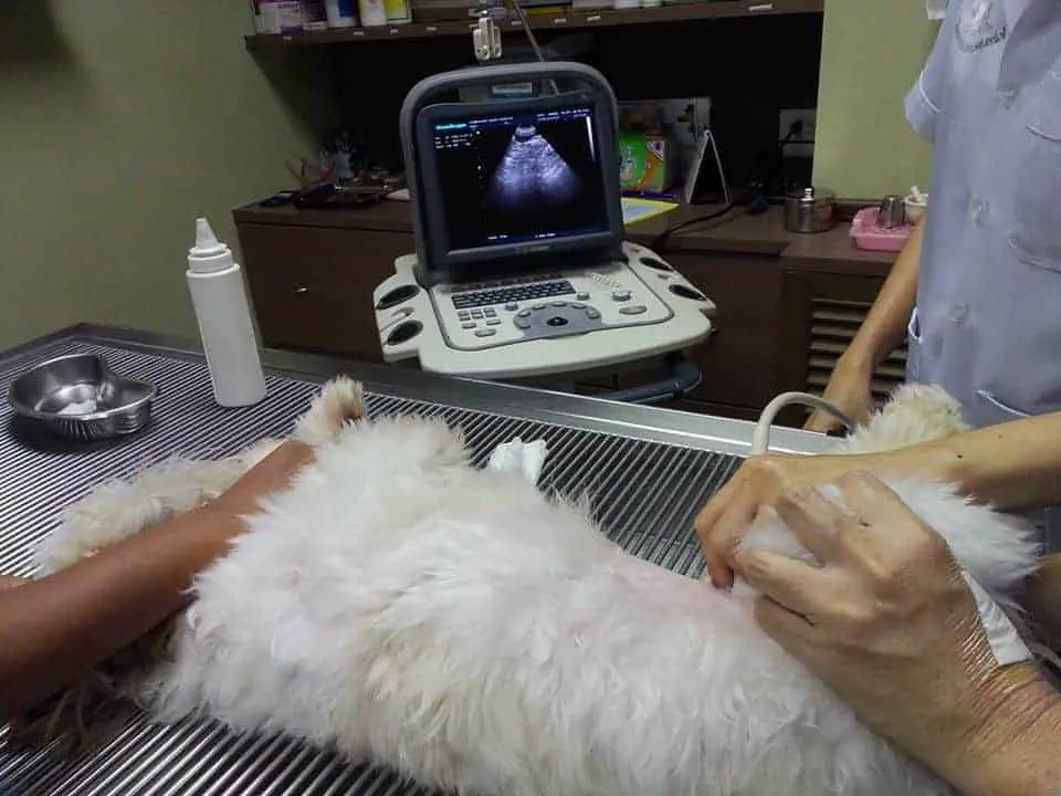 Singhasaneh Animal Hospital (โรงพยาบาลสัตว์สิงห์เสน่ห์) 1