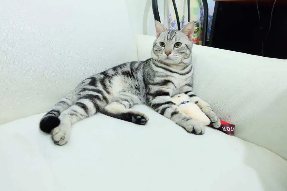 โรงพยาบาลสัตว์อุบลราชธานี (สาขาหลังวัดแจ้ง) 1