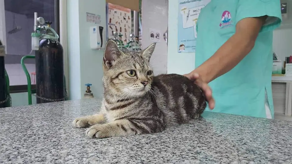 โรงพยาบาลสัตว์พระราม 3 (Rama III Animal Hospital) 1
