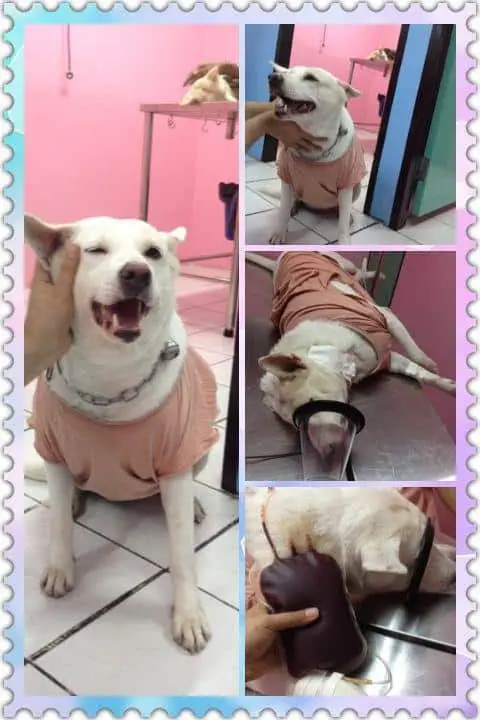 Thaphra Animal Hospital (โรงพยาบาลสัตว์ท่าพระ) 1