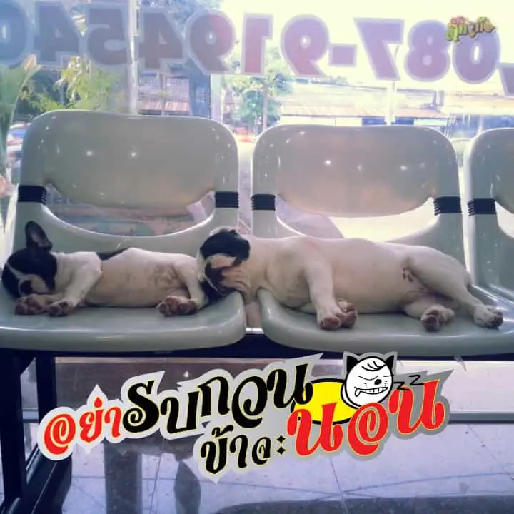 โรงพยาบาลสัตว์สาคร 1