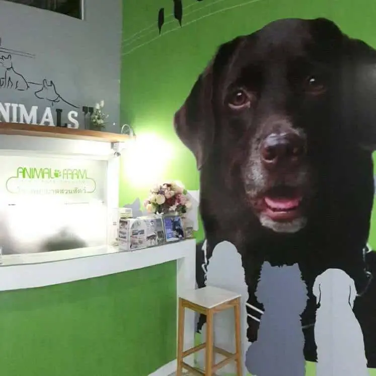 Animal Farm Veterinary Hospital (โรงพยาบาลสวนสัตว์) 1
