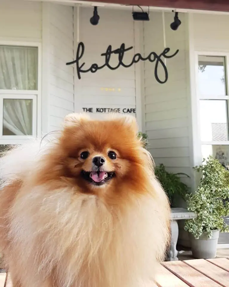 The Kottage Cafe (ลาดหลุมแก้ว) 1