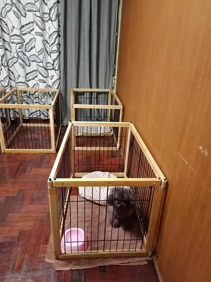 Kindly pet salon . hotel . cafe (สุขุมวิท 19) 1