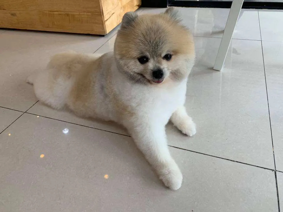 J.P. Animal Hospital (โรงพยาบาลสัตว์จตุรวิทย์) 2