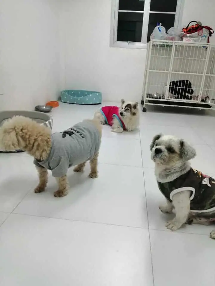 PawPlearn Animal Hospital (โรงพยาบาลสัตว์พอเพลิน) 1