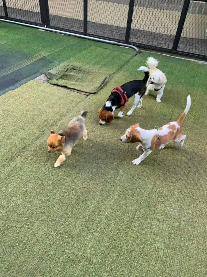 J.P. Animal Hospital (โรงพยาบาลสัตว์จตุรวิทย์) 3