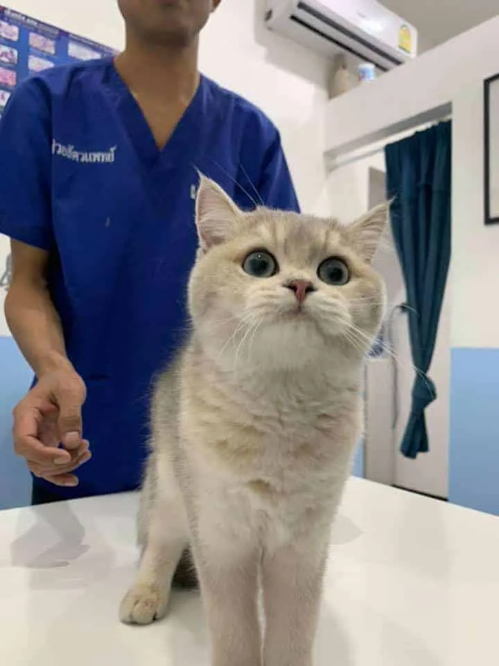 J.P. Animal Hospital (โรงพยาบาลสัตว์จตุรวิทย์) 4