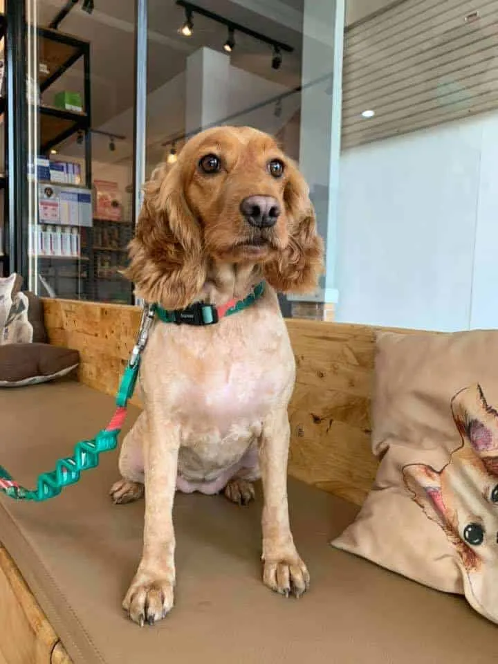 J.P. Animal Hospital (โรงพยาบาลสัตว์จตุรวิทย์) 5