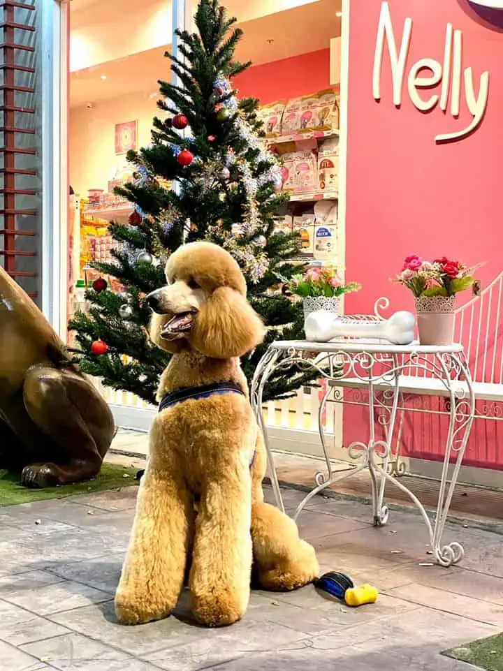 Nelly Pet Shop (แจ้งวัฒนะ) 1