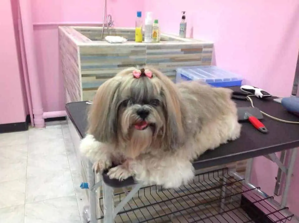 Pet Castle Animal Hospital (รัตนาธิเบศร์) 1