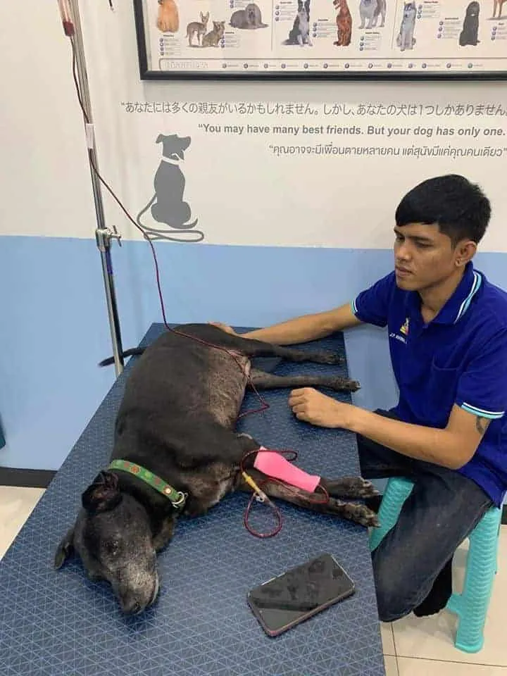 J.P. Animal Hospital (โรงพยาบาลสัตว์จตุรวิทย์) 7