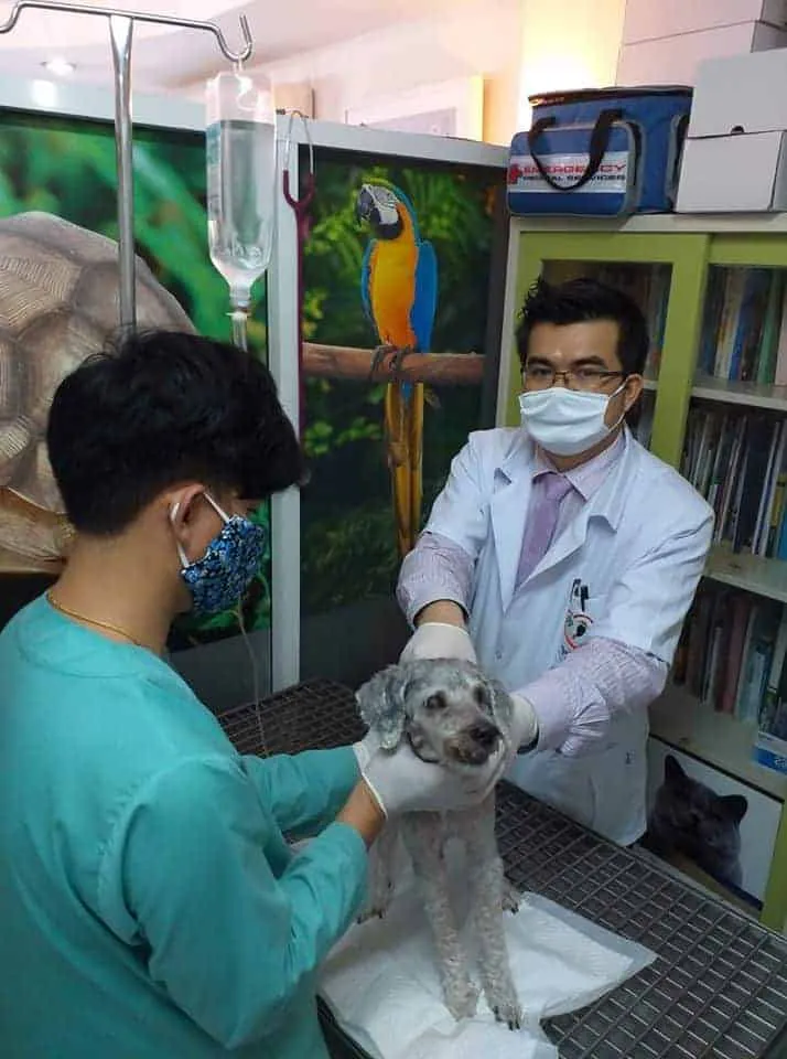 JPC Pet Clinic (ใจประเสริฐเพ็ทคลินิก) 2