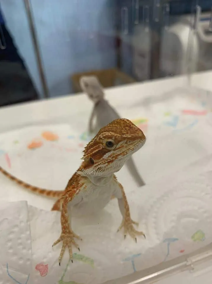 J.P. Animal Hospital (โรงพยาบาลสัตว์จตุรวิทย์) 8