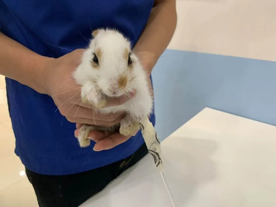 J.P. Animal Hospital (โรงพยาบาลสัตว์จตุรวิทย์) 9