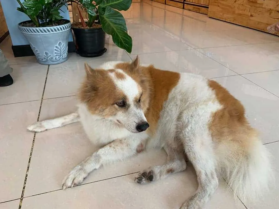 J.P. Animal Hospital (โรงพยาบาลสัตว์จตุรวิทย์) 10