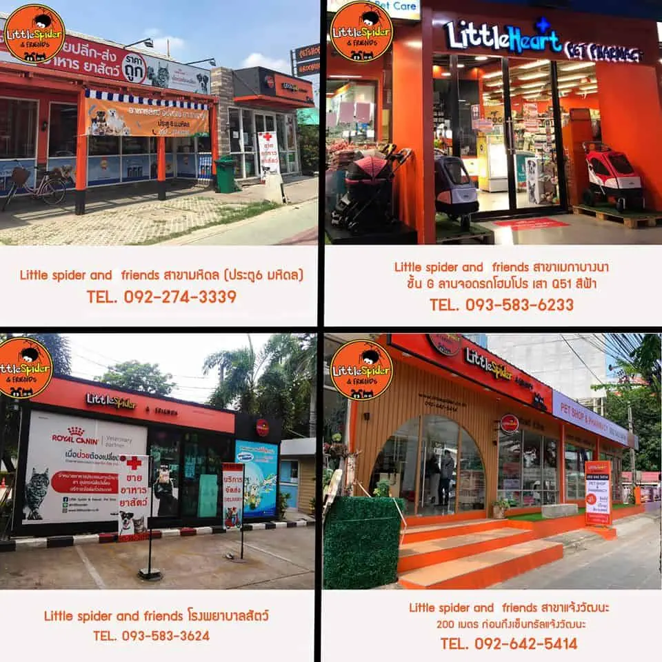 Little Spider & Friends (ศาลายา คณะสัตวแพทย์) 1