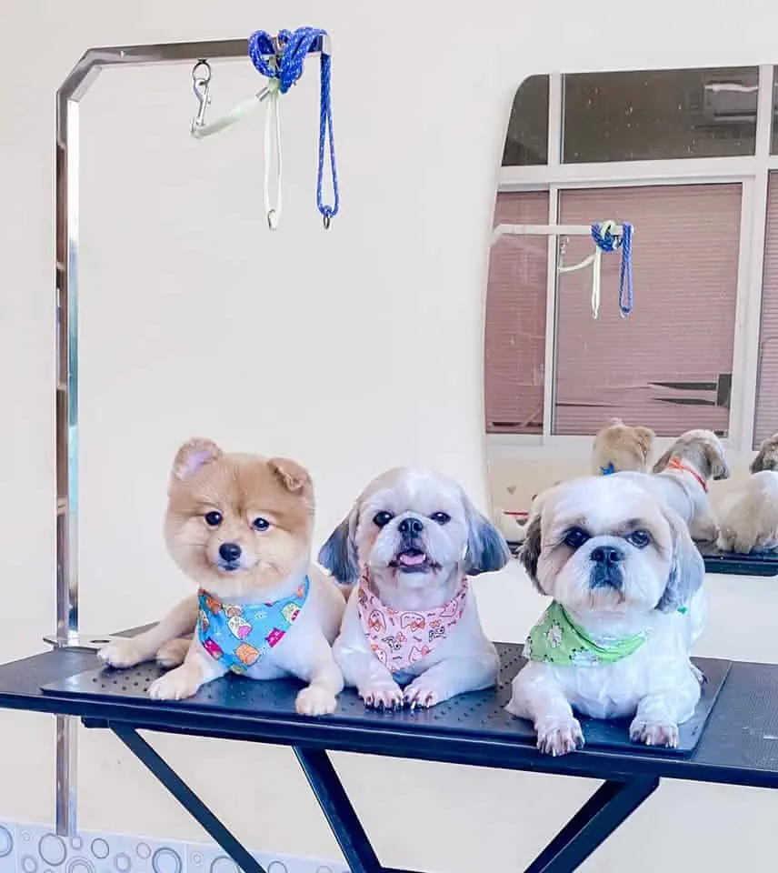 Jikky Dogky Grooming & Dog Hotel (พระราม2) 1