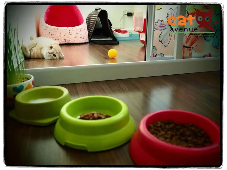 Cat Avenue (พระราม9) 1