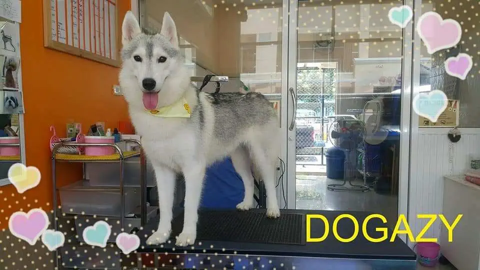 DOGAZY Grooming & Petshop (พระราม2) 1