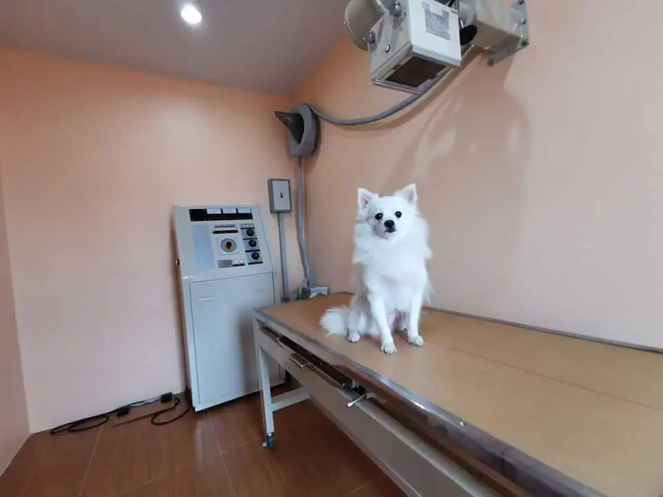 Petsident Saimai (โรงพยาบาลสัตว์เพ็ทซิเดนท์สายไหม) 1
