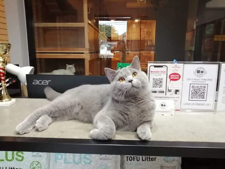 Cat O Holic Thailand (สุขาภิบาล2) 1