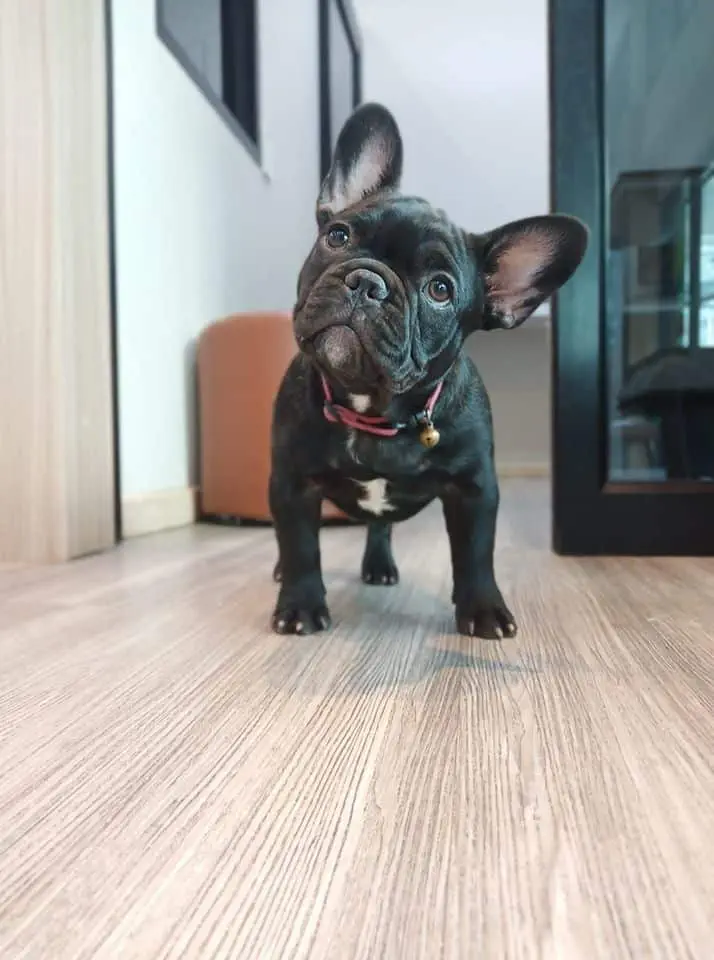 Chai Narong Animal Hospital (โรงพยาบาลสัตว์ไชยณรงค์) 1