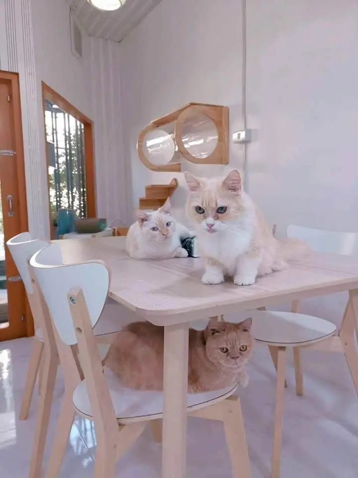 Year of The Cat Cafe (เยียร์ ออฟ เดอะ แคท คาเฟ่) 1