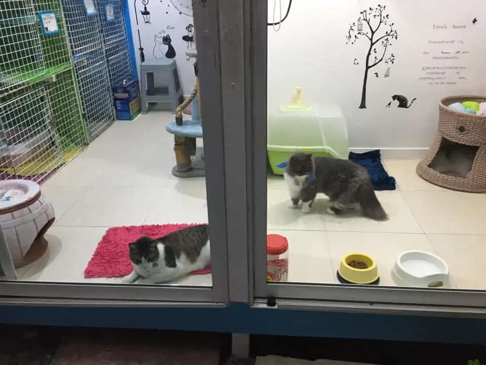 JoYu Cat Hotel (โรงแรมแมวโจยุ) 1