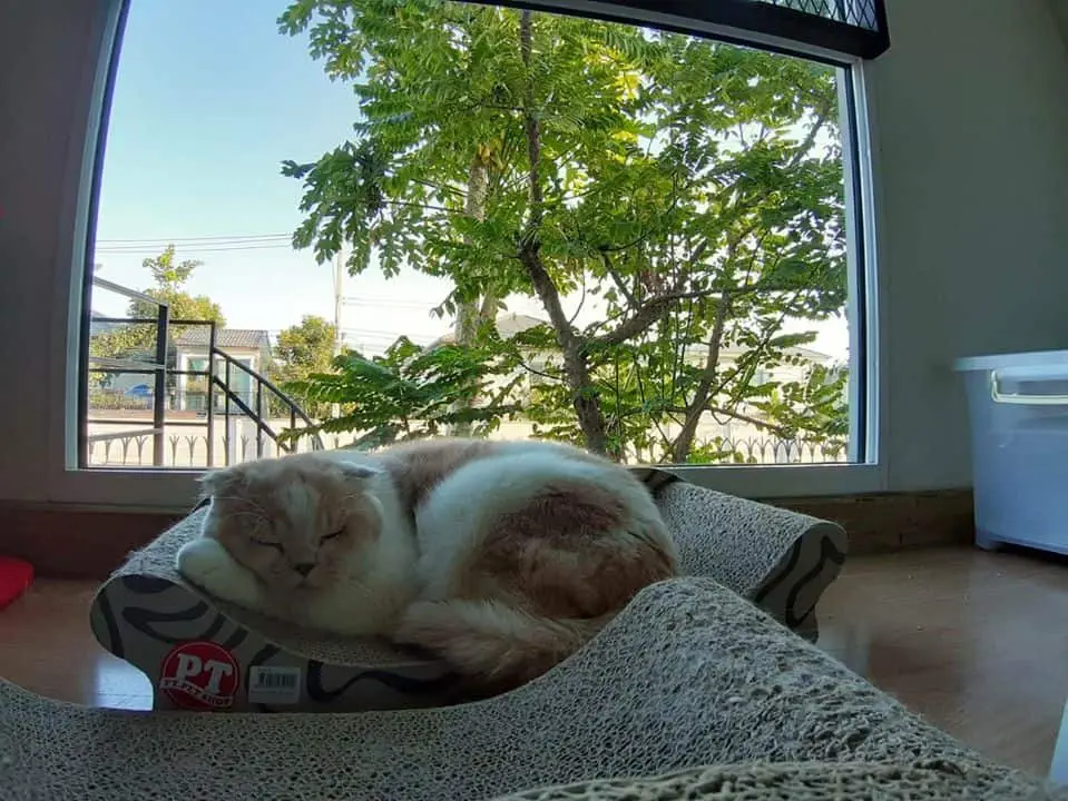 Cat-inn (พัฒนาการ 38) 1