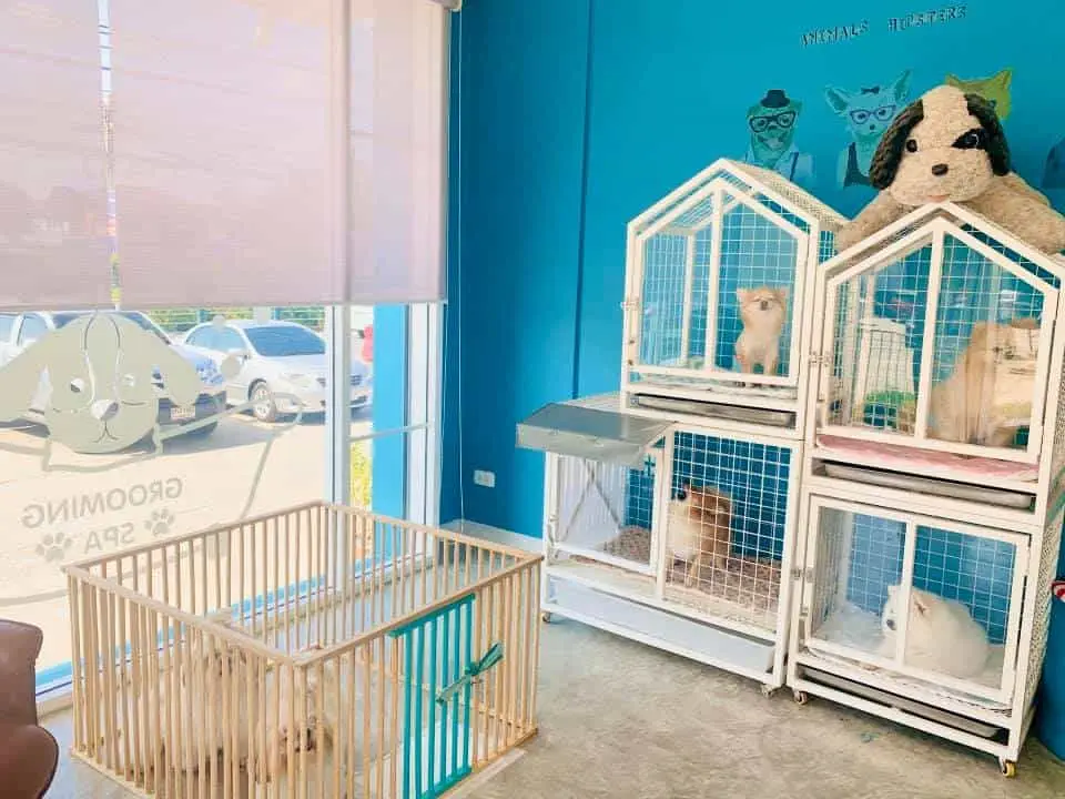 MR. DOG Corner Grooming & Spa (ปทุมธานี) 1