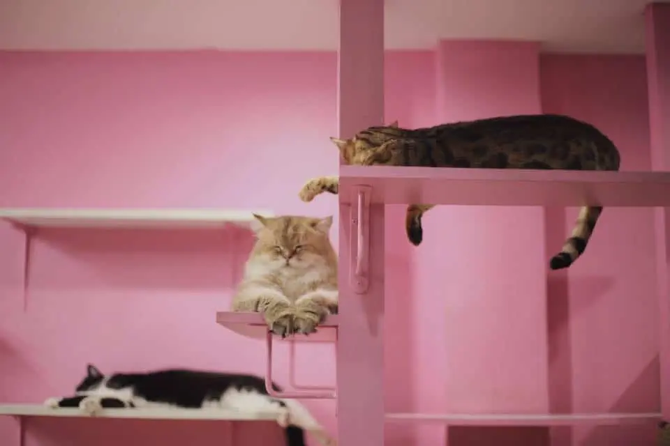 Fat Cat Cafe Club (คาเฟ่แมวอ้วน) 1