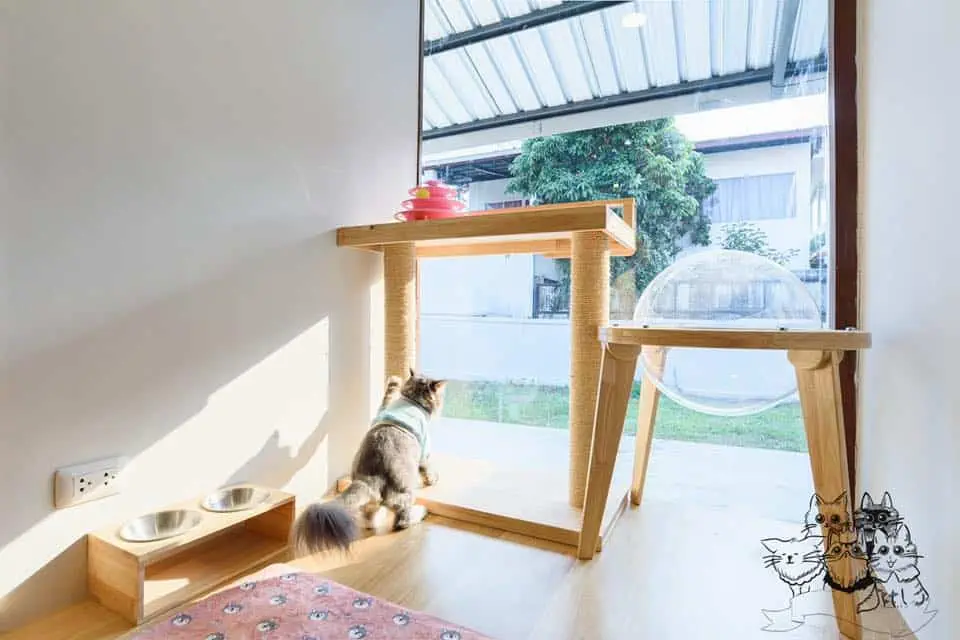 Tigercooncat Kingdom (นนทบุรี) 1