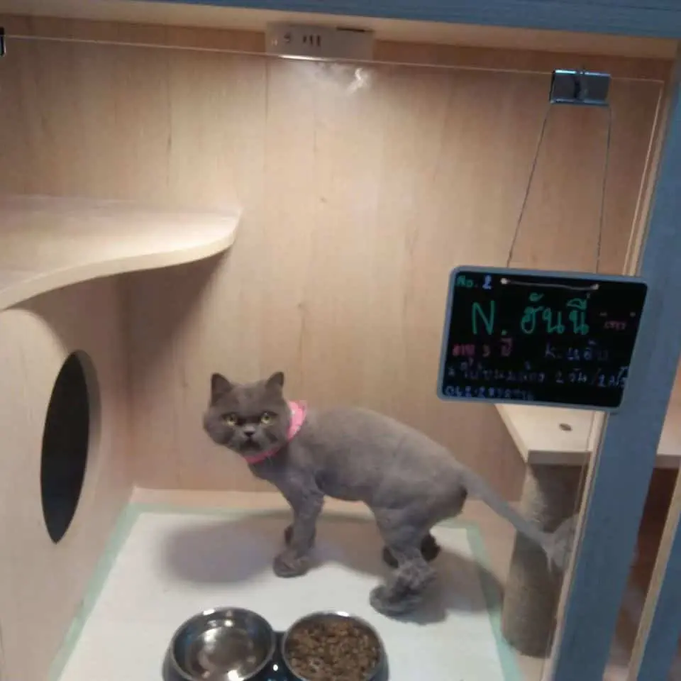 Cat Station (พระราม3) 1