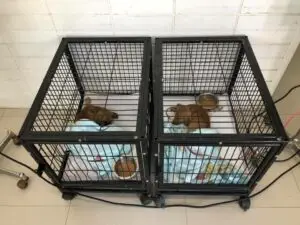 บ้านหมอแค็ปรักษาสัตว์ 1