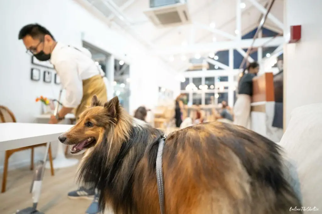 DOGs PAW คอมมูนิตี้หมาแห่งใหม่ที่ดีงาม 12 เหตุผลที่อยากแนะนำให้ทุกท่านมาดูงาน! 23 DOGs PAW คอมมูนิตี้หมาแห่งใหม่ที่ดีงาม 12 เหตุผลที่อยากแนะนำให้ทุกท่านมาดูงาน! 22