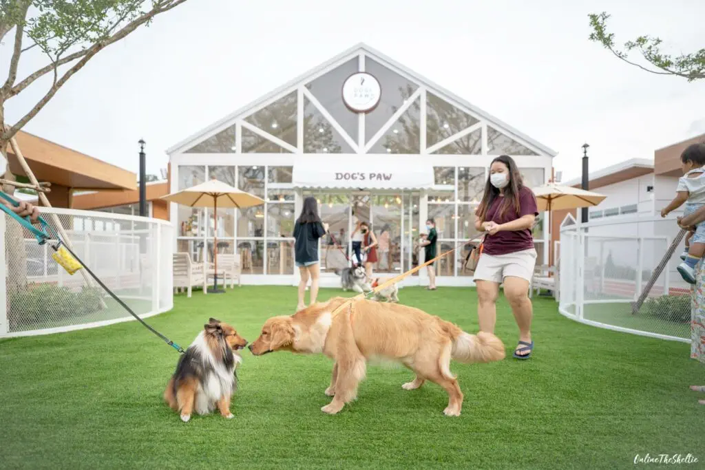 DOGs PAW คอมมูนิตี้หมาแห่งใหม่ที่ดีงาม 12 เหตุผลที่อยากแนะนำให้ทุกท่านมาดูงาน! 15 DOGs PAW คอมมูนิตี้หมาแห่งใหม่ที่ดีงาม 12 เหตุผลที่อยากแนะนำให้ทุกท่านมาดูงาน! 15