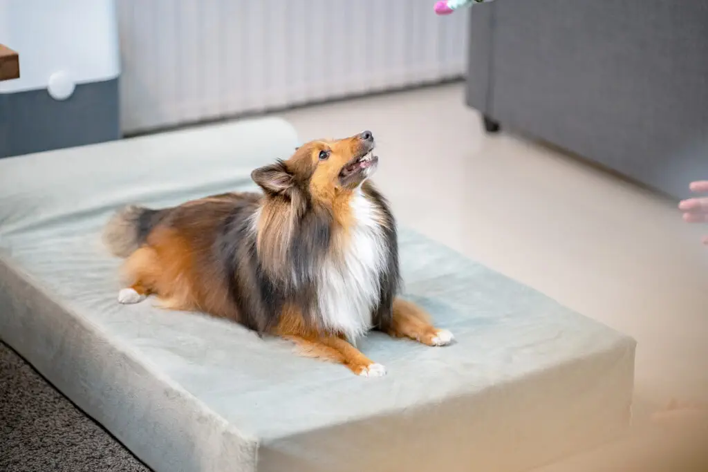 รีวิว Binky Barker ที่นอนเมมโมรี่โฟม เพื่อสุขภาพสุนัข ถนอมข้อต่อและสะโพกน้องหมา 11 รีวิว Binky Barker ที่นอนเมมโมรี่โฟม เพื่อสุขภาพสุนัข ถนอมข้อต่อและสะโพกน้องหมา 10