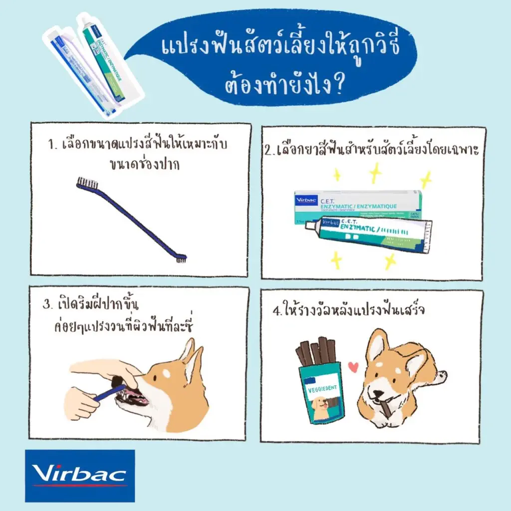 10 ของใช้และอุปกรณ์สุนัข ที่อัพเกรดของดีแล้วมีผลเยอะกับชีวิต ซื้อทีคุ้มไปเป็นสิบปี 6 10 ของใช้และอุปกรณ์สุนัข ที่อัพเกรดของดีแล้วมีผลเยอะกับชีวิต ซื้อทีคุ้มไปเป็นสิบปี 6