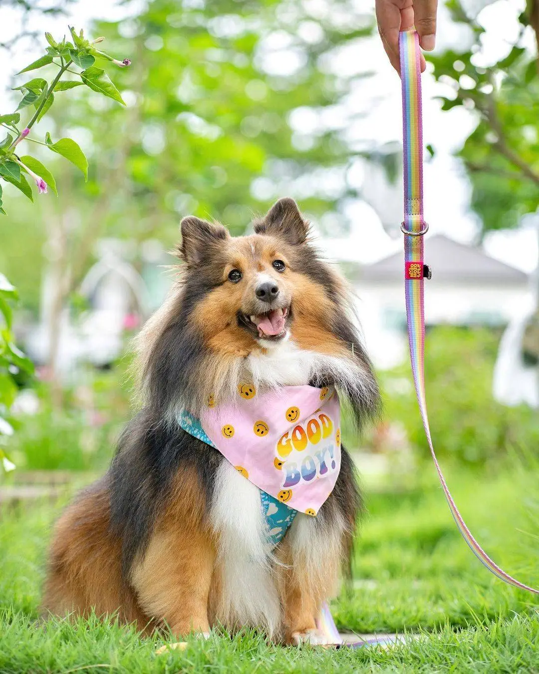 Dog Campaign 2