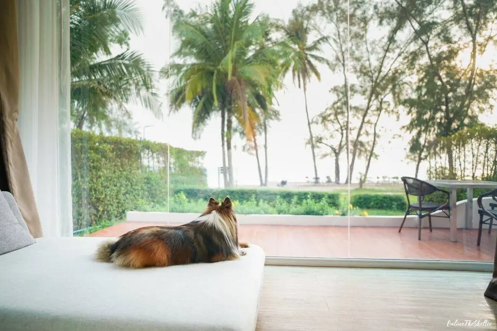 18 ไอเดีย Pet-First Design เมื่อเขาเป็นคนในครอบครัวมากกว่าสัตว์เลี้ยง การออกแบบจึงไม่หยุดแค่ Pet-Friendly 3 18 ไอเดีย Pet-First Design เมื่อเขาเป็นคนในครอบครัวมากกว่าสัตว์เลี้ยง การออกแบบจึงไม่หยุดแค่ Pet-Friendly 3