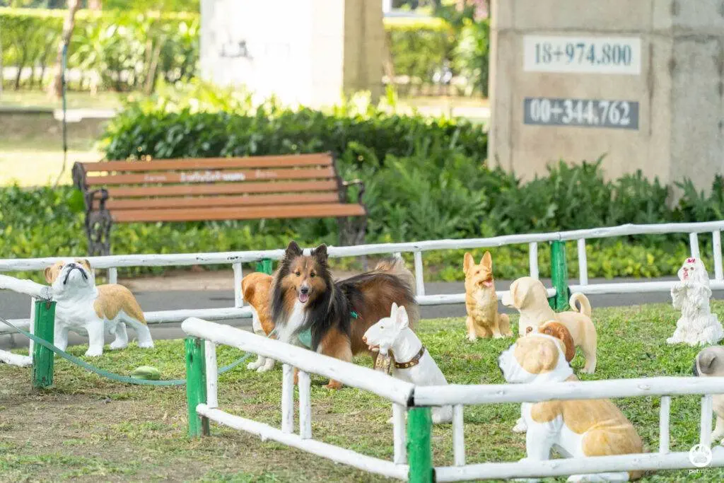 10 ข้อดีของ BMA DOG PARK สวนวัชราภิรมย์ สวนหมาเข้าฟรี ดีเรายกให้ดีที่สุดของกทม. ปี 2022 34 10 ข้อดีของ BMA DOG PARK สวนวัชราภิรมย์ สวนหมาเข้าฟรี ดีเรายกให้ดีที่สุดของกทม. ปี 2022 28
