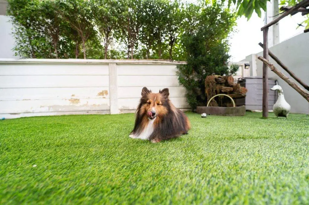 18 ไอเดีย Pet-First Design เมื่อเขาเป็นคนในครอบครัวมากกว่าสัตว์เลี้ยง การออกแบบจึงไม่หยุดแค่ Pet-Friendly 25 18 ไอเดีย Pet-First Design เมื่อเขาเป็นคนในครอบครัวมากกว่าสัตว์เลี้ยง การออกแบบจึงไม่หยุดแค่ Pet-Friendly 25
